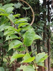 Celastrus paniculatus