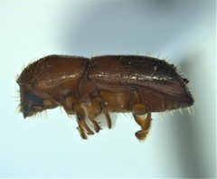 Xyleborus ferrugineus