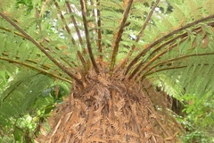 Dicksonia fibrosa