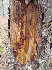 Xyleborus ferrugineus