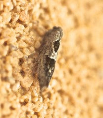 Melanodaedala scopulosana