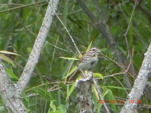 Song Sparrow photographed in Missouri