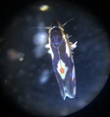 Erythroneura aclys