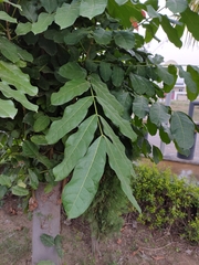 Kigelia africana africana