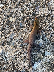 Sphaerodactylus rosaurae