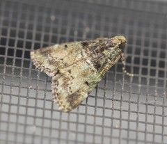 Orthaga atribasalis