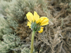 Encelia palmeri