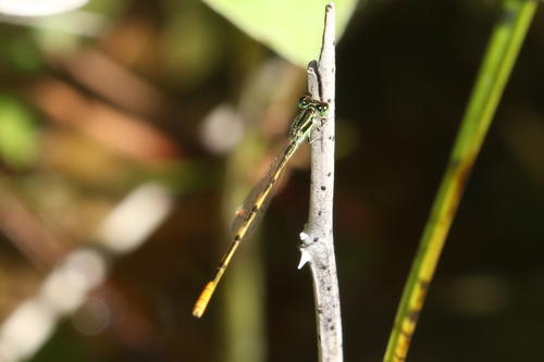 Ischnura hastata image