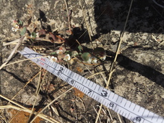 Euphorbia umbellulata