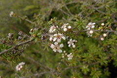 Kunzea tenuicaulis