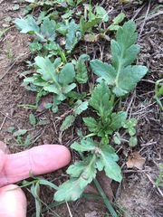 Sanicula bipinnatifida