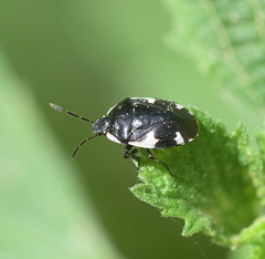Tritomegas sexmaculatus