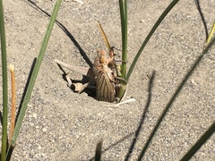 Calliopsida cinnabarina