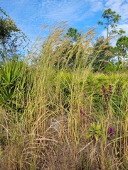 Cenchrus polystachios