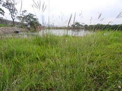 Dichanthium annulatum