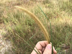 Cenchrus polystachios