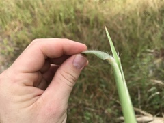 Cenchrus polystachios