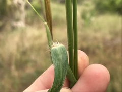 Cenchrus polystachios