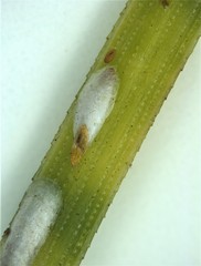 Chionaspis heterophyllae image