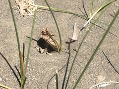 Calliopsida cinnabarina