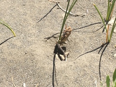 Calliopsida cinnabarina