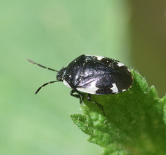 Tritomegas sexmaculatus