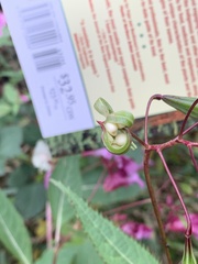 Impatiens glandulifera