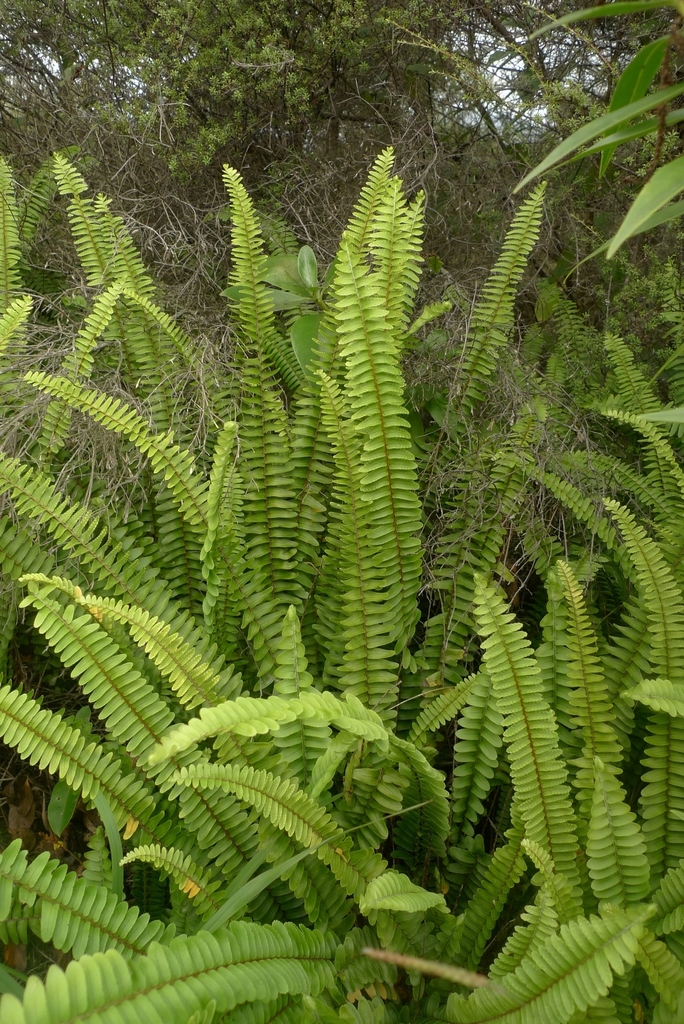 thermal ladder fern