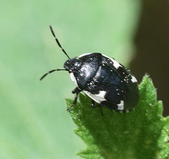 Tritomegas sexmaculatus