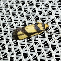 Xylorycta heliomacula