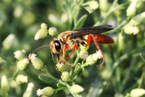 Jamaican Digger Wasp photo 5