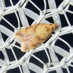 Lophopepla igniferella