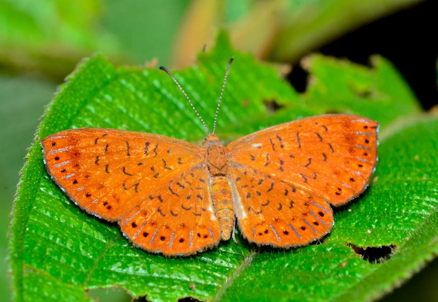 Metacharis ptolomaeus