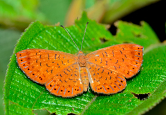 Metacharis ptolomaeus