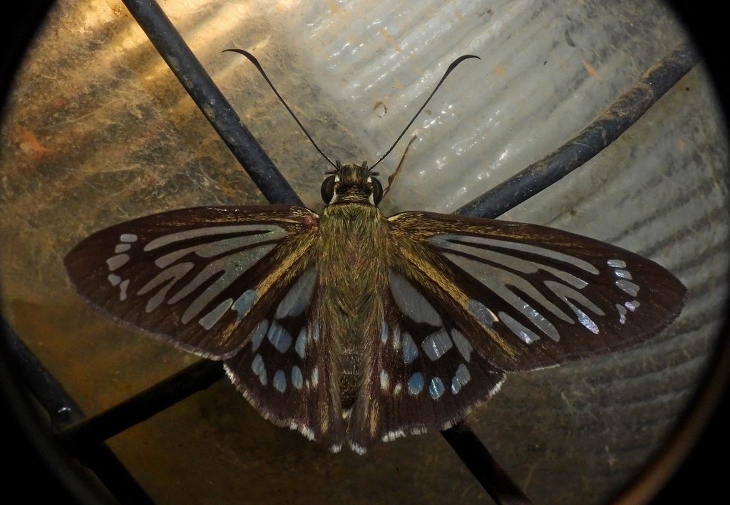 Marshall’s Ghost-Skipper