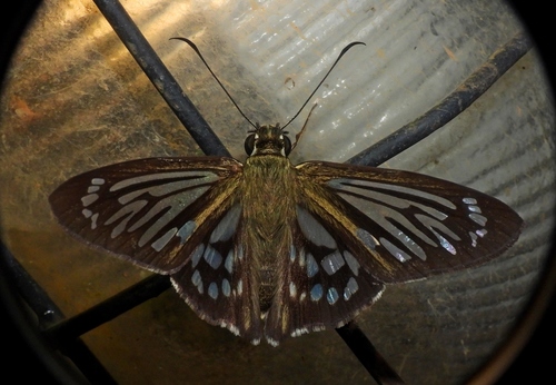 Marshall’s Ghost-Skipper