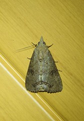 Hypocala deflorata