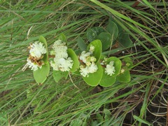 Eugenia albanensis