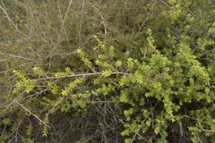 Kunzea tenuicaulis