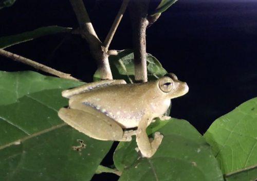 Pugnosed Tree Frog, Smilisca sila