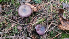 Russula murrillii