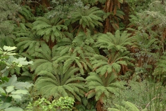 Dicksonia fibrosa