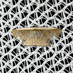 Tessarotis rubrata