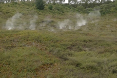 Kunzea tenuicaulis
