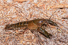 Cherax dispar