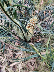 Macrozamia spiralis