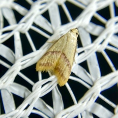 Hapaloteucha paragramma