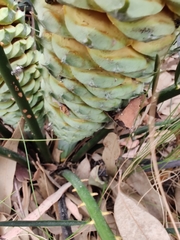 Macrozamia spiralis