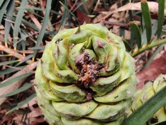 Macrozamia spiralis