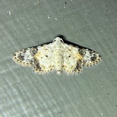 Araeopteron epiphracta